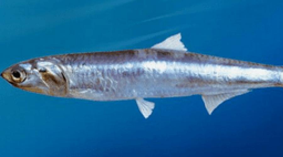 Рыба Азовская и Черноморская хамса - «Рыба, которую сравнивают по вкусу с черной икрой. Мои простые рецепты из хамсы с фотографиями