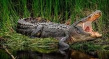 К чему увидеть крокодила во сне?