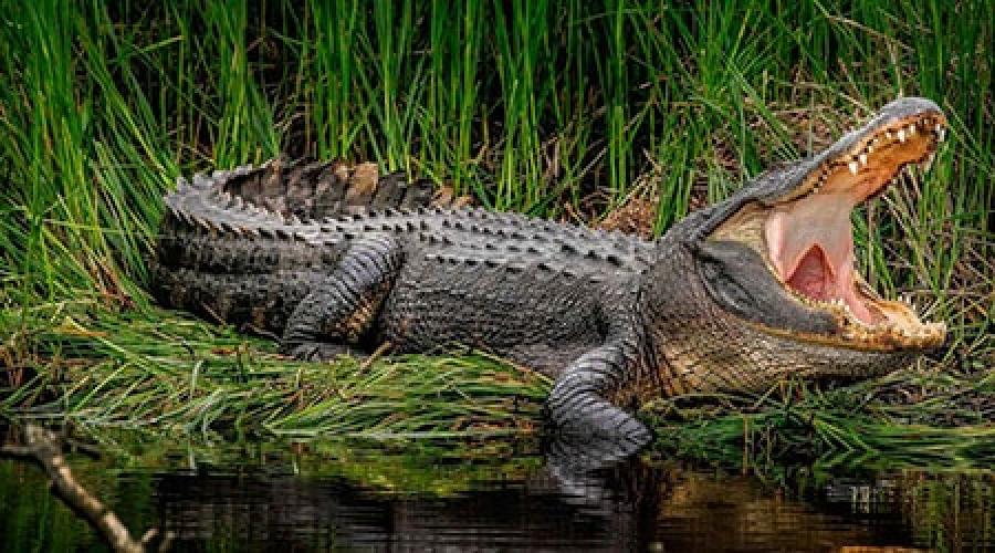К чему снится Крокодил? К чему увидеть крокодила во сне? К чему снится крокодилы. 